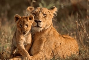Safari meraviglioso di 3 giorni Serengeti e Ngorongoro