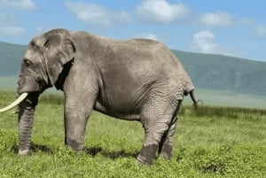 Safari meraviglioso di 3 giorni Serengeti e Ngorongoro