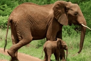 Safari meraviglioso di 3 giorni Serengeti e Ngorongoro