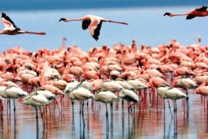 Safari meraviglioso di 3 giorni Serengeti e Ngorongoro