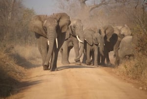 3 dagar 2 nätter Fantastisk Masai Tour & Mikumi National Park