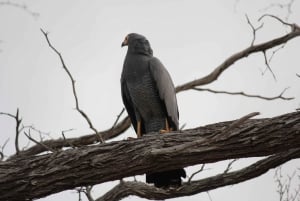 3 dagar 2 nätter Fantastisk Masai Tour & Mikumi National Park