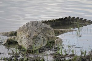 3 dagar 2 nätter Fantastisk Masai Tour & Mikumi National Park