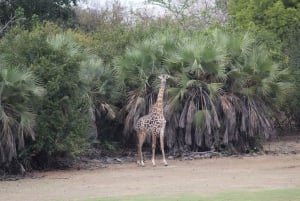 3 dagar 2 nätter Fantastisk Masai Tour & Mikumi National Park