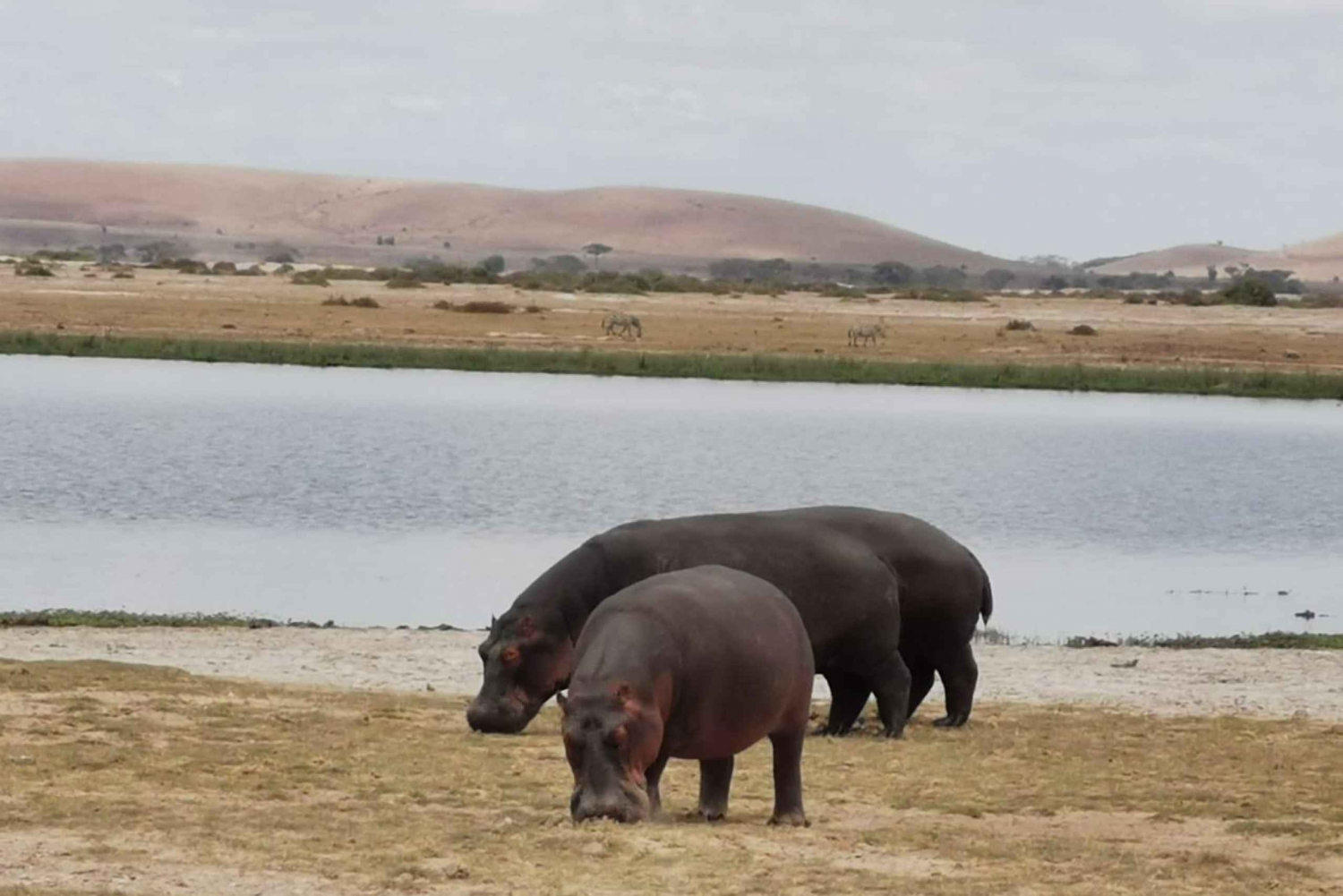 3 Tage, 2 Nächte Amboseli Park und Masai Dorf Erlebnis
