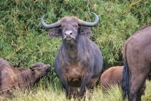 Safari en grupo de 3 días y 2 noches a Maasai Mara