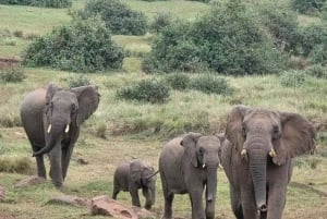 Safari en grupo de 3 días y 2 noches a Maasai Mara