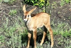 Safari en grupo de 3 días y 2 noches a Maasai Mara