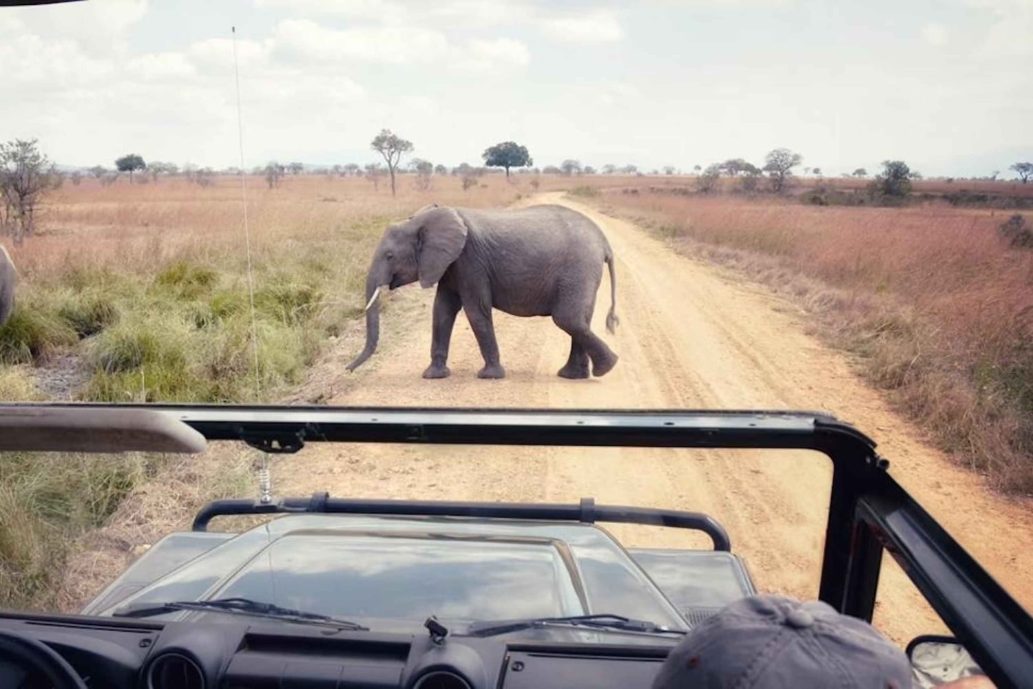 3 giorni 2 notti di safari da Zanzibar a Mikumi in traghetto