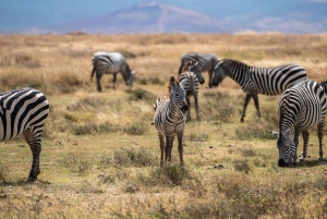 Safari di 3 giorni e 2 notti da Zanzibar a Mikumi in traghetto.