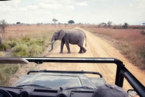 3 giorni 2 notti di safari da Zanzibar a Mikumi in traghetto