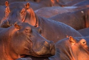 3 giorni 2 notti di safari da Zanzibar a Mikumi in traghetto
