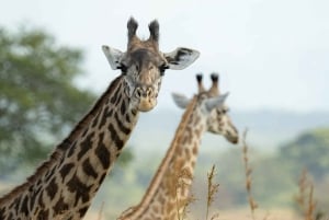 3 giorni 2 notti di safari da Zanzibar a Mikumi in traghetto