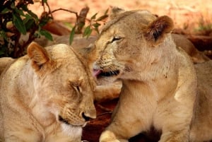 3 DNI 2 NOCE W PARKU NYERERE Z LOTNISKA ZANZIBAR