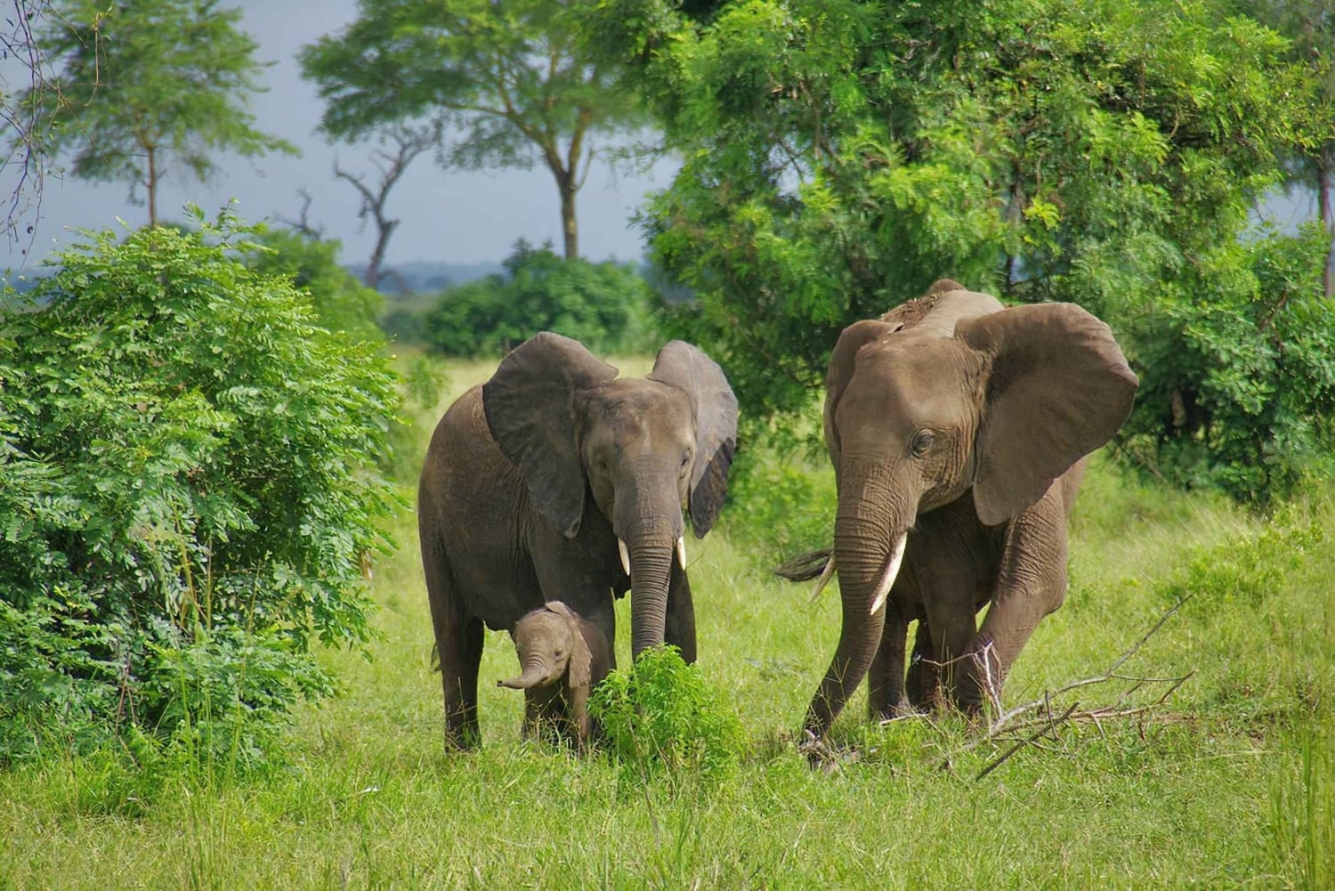 De Zanzíbar a Mikumi: safari en barco, SGR y aventura en la naturaleza