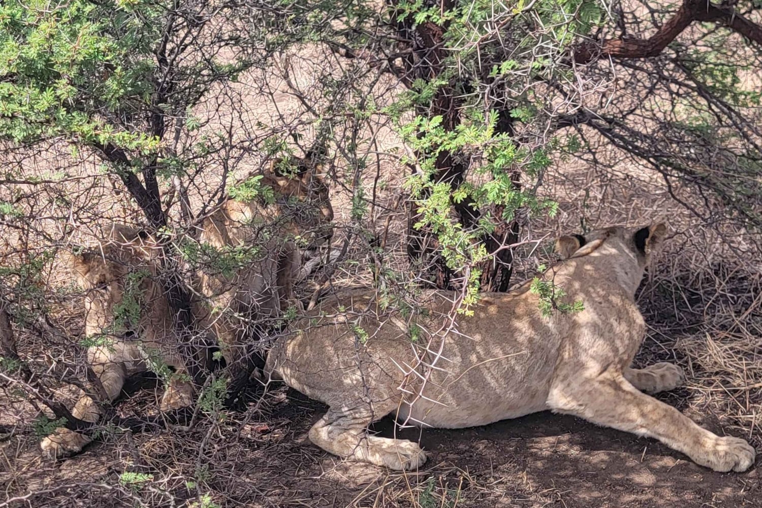 De Zanzíbar a Mikumi: safari en barco, SGR y aventura en la naturaleza