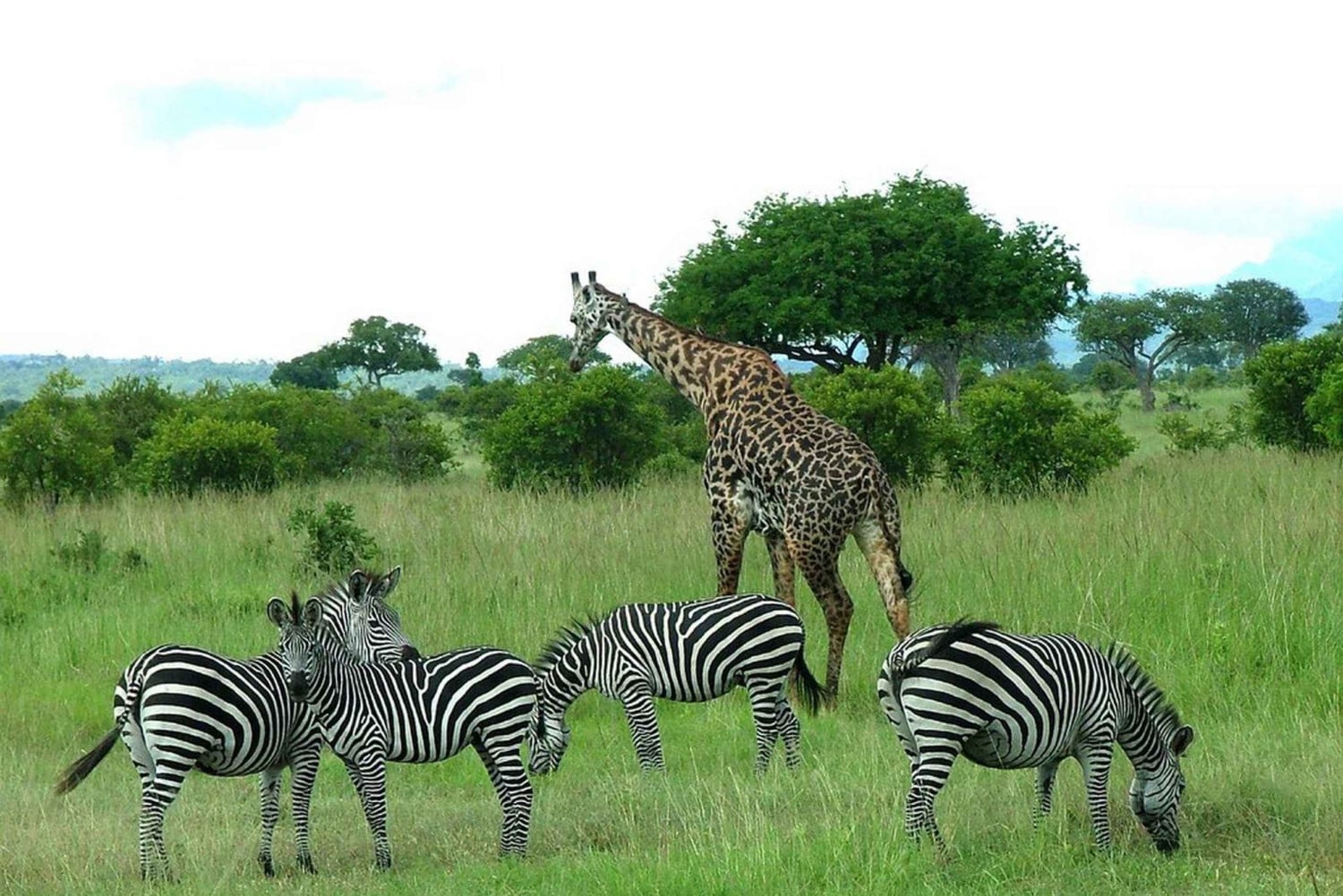 De Zanzíbar a Mikumi: safari en barco, SGR y aventura en la naturaleza