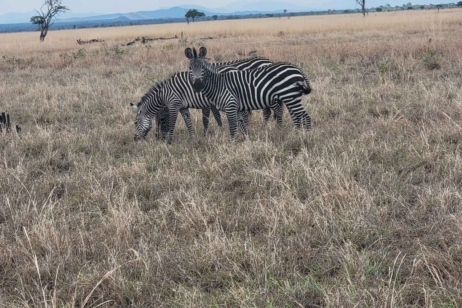 De Zanzíbar a Mikumi: safari en barco, SGR y aventura en la naturaleza
