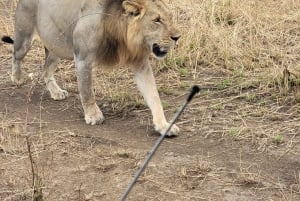 De Zanzíbar a Mikumi: safari en barco, SGR y aventura en la naturaleza