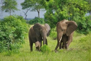De Zanzíbar a Mikumi: safari en barco, SGR y aventura en la naturaleza