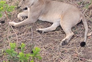 De Zanzíbar a Mikumi: safari en barco, SGR y aventura en la naturaleza