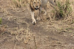 De Zanzíbar a Mikumi: safari en barco, SGR y aventura en la naturaleza