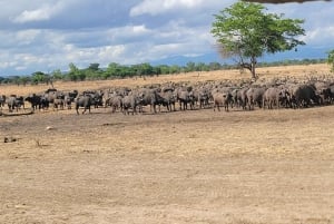 De Zanzíbar a Mikumi: safari en barco, SGR y aventura en la naturaleza