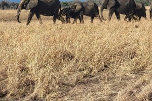 De Zanzíbar a Mikumi: safari en barco, SGR y aventura en la naturaleza