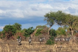 De Zanzíbar a Mikumi: safari en barco, SGR y aventura en la naturaleza