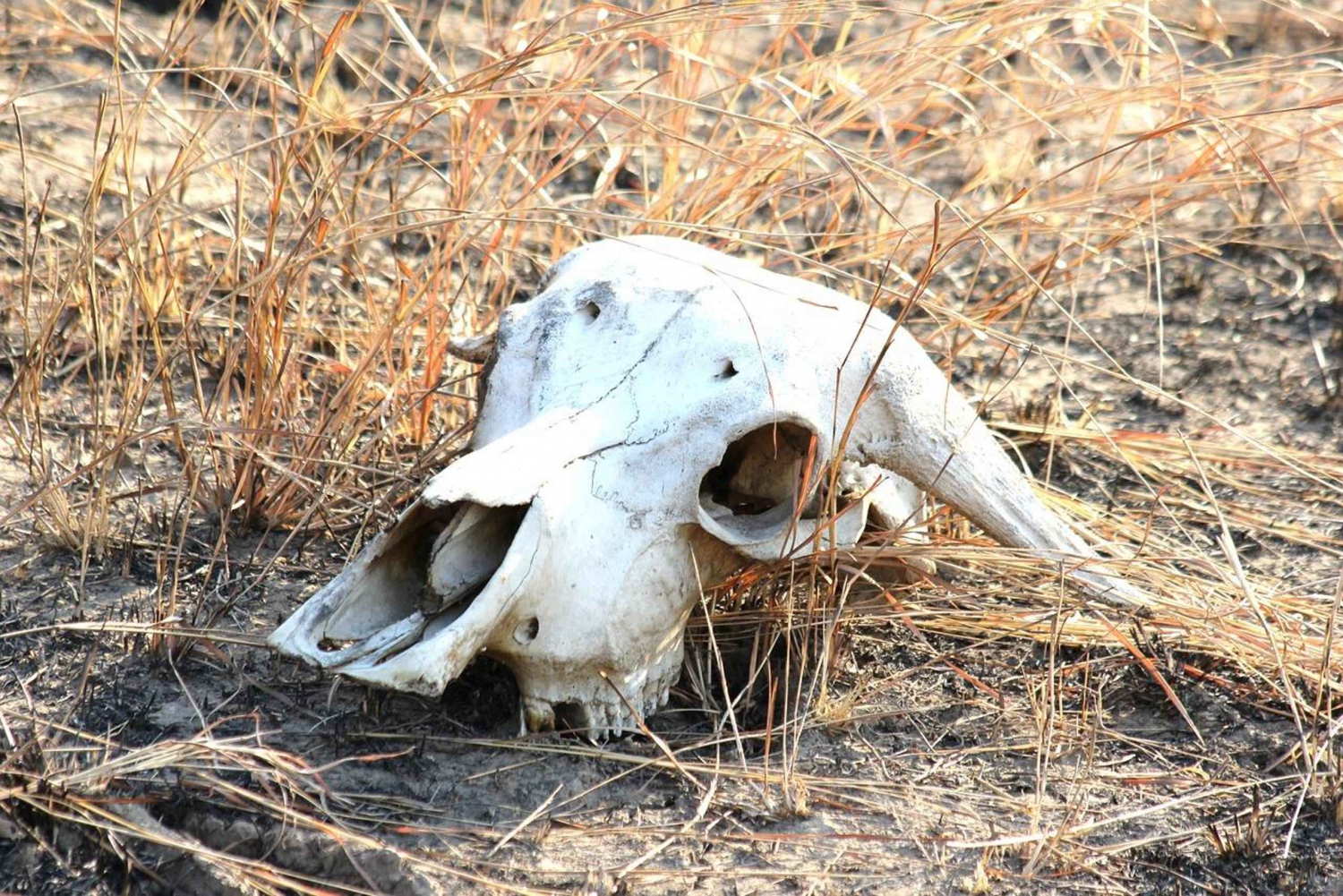 3 päivän seikkailu Dar-es-Salaamista Mikumin kansallispuistoon