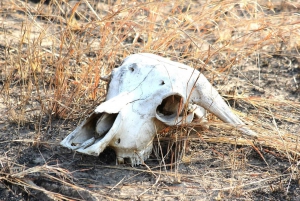 3 päivän seikkailu Dar-es-Salaamista Mikumin kansallispuistoon
