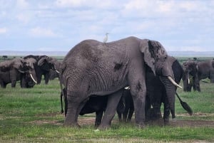 3-daagse Amboseli en Tsavo East Safari vanuit Nairobi