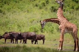 3 päivän Amboseli safari luksuslodge & lennot