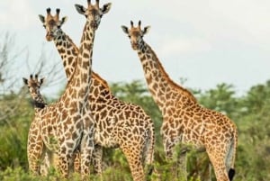 Arusha: 3-Day Serengeti & Ngorongoro Crater Big Five Safari