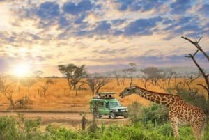 Arusha: 3-Day Serengeti & Ngorongoro Crater Big Five Safari