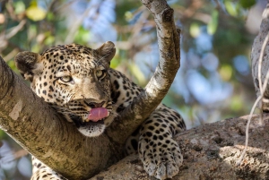 Arusha: 3-dagars safari med de fem stora i Serengeti och Ngorongorokratern