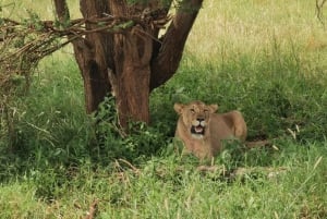 Arusha: 3-Day Serengeti & Ngorongoro Crater Big Five Safari