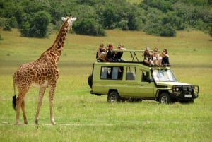 3 dagars safari med budget lodge
