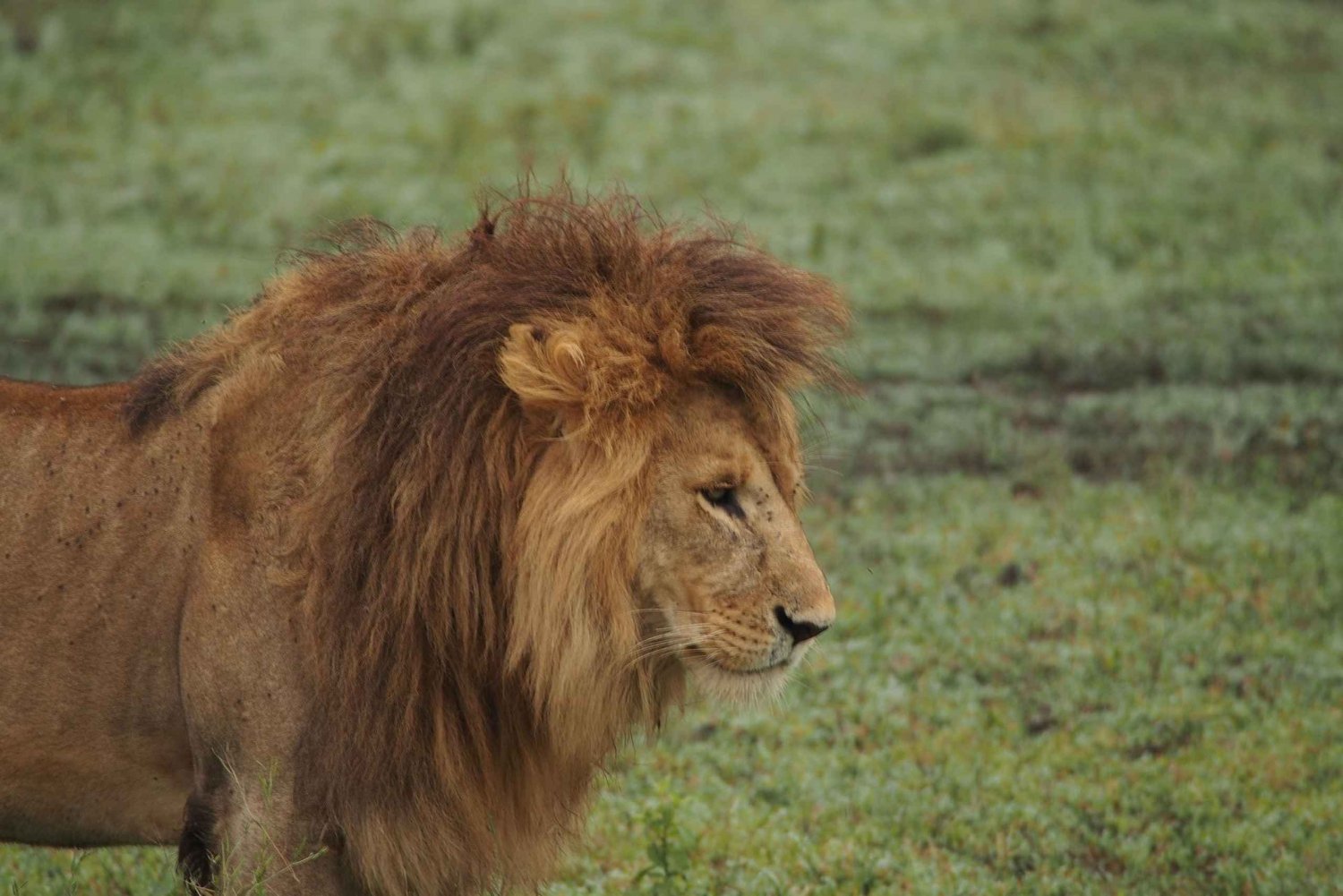 3 jours de safari en camping dans le parc national de Mikumi