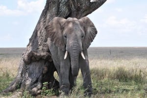 Safari in campeggio di 3 giorni nel Parco nazionale di Mikumi