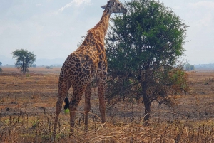 ダルエスサラームからミクミN.パークへの3日間のキャンプサファリ