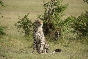 Safari em grupo de 3 dias para Maasai Mara com um Landcruiser 4x4