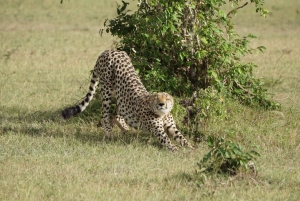 Safari di gruppo di 3 giorni al Maasai Mara con un Landcruiser 4x4