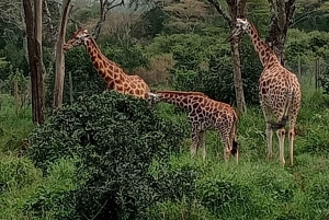 3-dagers gruppesafari til Maasai Mara med en 4x4 Landcruiser