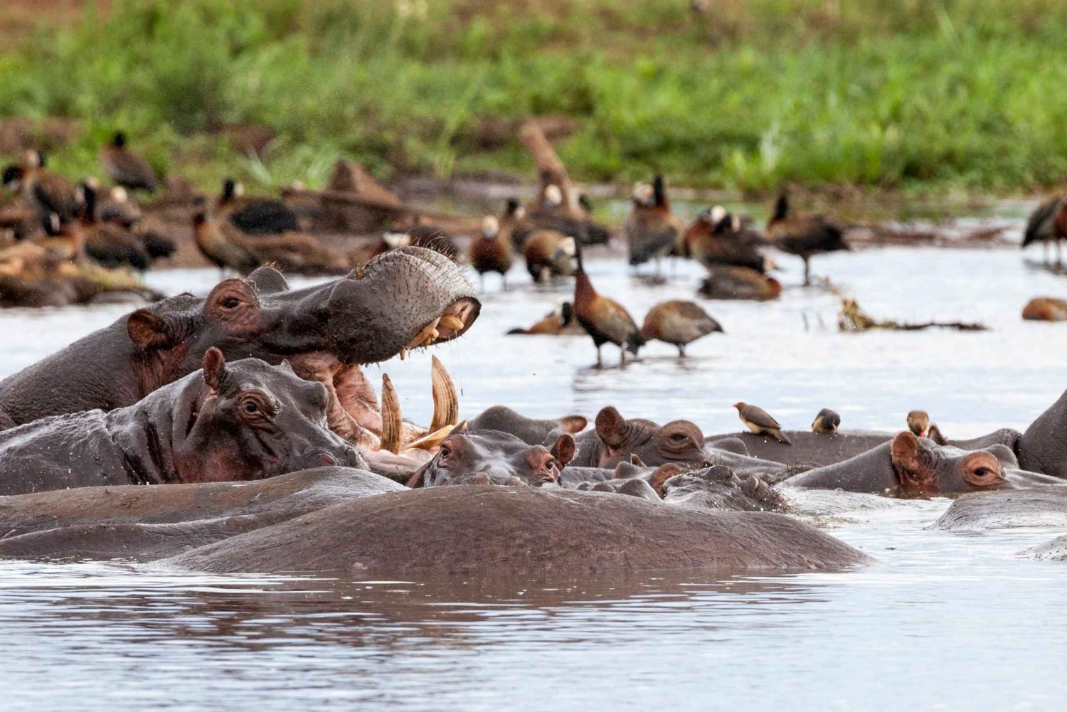 3 Days Group Tour Tarangire, Lake Manyara Ngorongoro Crater