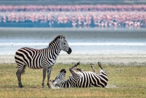 Circuit en groupe de 3 jours : Tarangire, lac Manyara, cratère du Ngorongoro