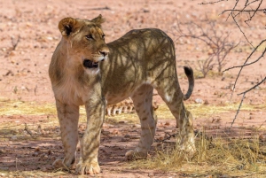 3-DNIOWE safari z lwami w Parku Narodowym Mikumi