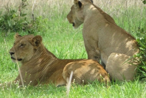 3-dagers Lions-safari i Mikumi nasjonalpark