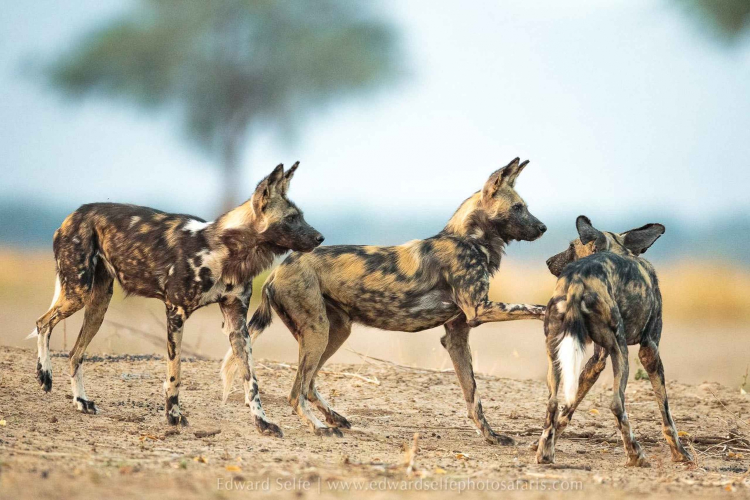 SAFARI DI LUSSO DI 3 GIORNI NEL PARCO DI SELOUS/NYERERE DA ZANZIBAR