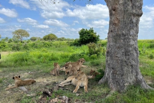 Safári de 3 dias com leões no Parque Nacional Mikumi